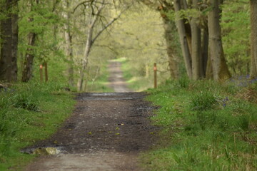 Naklejka premium path in the forest