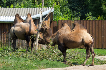 Wild camel in the summertime.