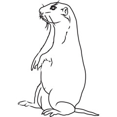 Hand Sketched, Hand Drawn Gopher Vector