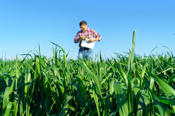 a man as a farmer poses in a field, dressed in a plaid shirt and jeans, checks reports and inspects young sprouts crops of wheat, barley or rye, or other cereals, a concept of agriculture and agronomy