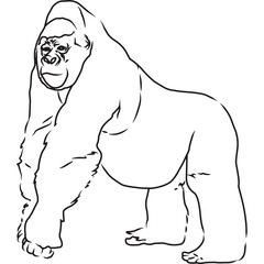 Hand Sketched, Hand Drawn Gorilla Vector