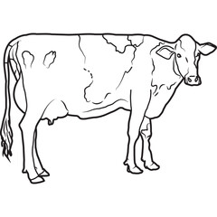 Hand Sketched, Hand Drawn Holstein Cow Vector