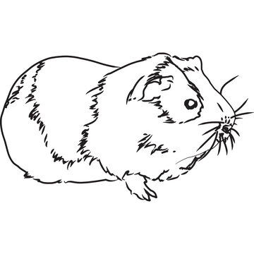 Hand Sketched, Hand Drawn Guinea Pig Vector