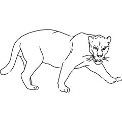 Hand Sketched, Hand Drawn Black Panther Vector