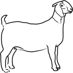 Hand Sketched, Hand Drawn Boer Goat Vector