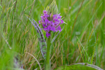 Dactylorhiza majalis wild flowering orchid flowers on meadow, group of bright purple flowers in bloom