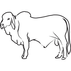 Hand Sketched, Hand Drawn Brahman Cow Vector - obrazy, fototapety, plakaty