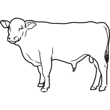 Hand Sketched, Hand Drawn Beefalo Vector