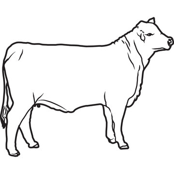 Hand Sketched, Hand Drawn Brangus Cow Vector