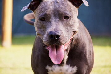 Pitbull dog in the park with green grass and bars around. Pit bull playing in the dog place. Selective focus.