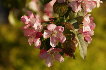 pink blossom in spring
