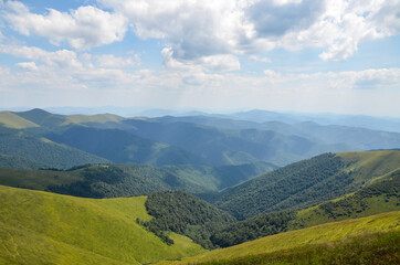 Fototapeta premium Dense forest on a grassy hills in mountains. Summertime landscape under blue sky with clouds. Borzhava ridge, Carpathians, Ukraine