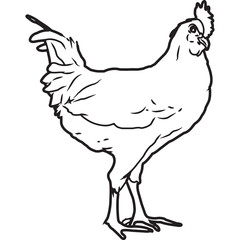 Hand Sketched, Hand Drawn Leghorn Chicken Vector