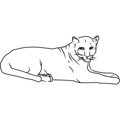 Hand Sketched, Hand Drawn Leopard Vector