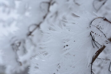 Branches Covered in Frost