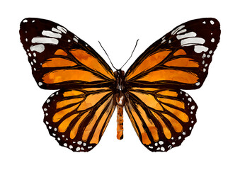 Illustration of orange butterfly with black on white background