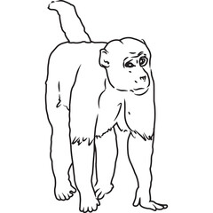 Hand Sketched, Hand Drawn Monkey Vector