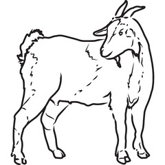 Hand Sketched, Hand Drawn Myotonic Tennessee Vector