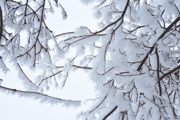 Branches Covered in Frost