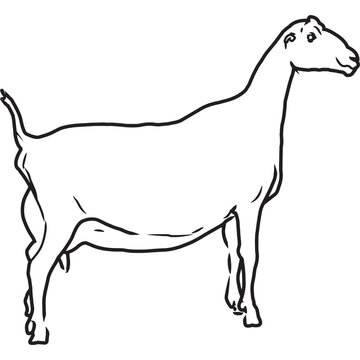 Hand Sketched, Hand Drawn La Mancha Goat Vector