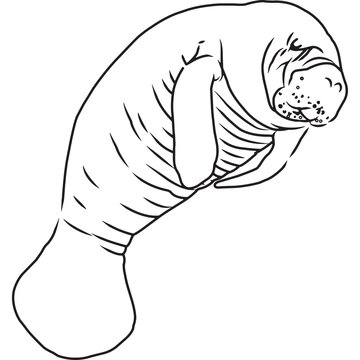 Hand Sketched, Hand Drawn Manatee Vector