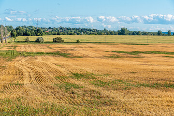 Fototapeta na wymiar Yellow farm field
