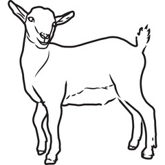 Hand Sketched, Hand Drawn Pygmy Goat Vector