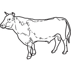 Obraz na płótnie Canvas Hand Sketched, Hand Drawn Randall Bull Vector