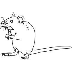 Hand Sketched, Hand Drawn Rat Vector