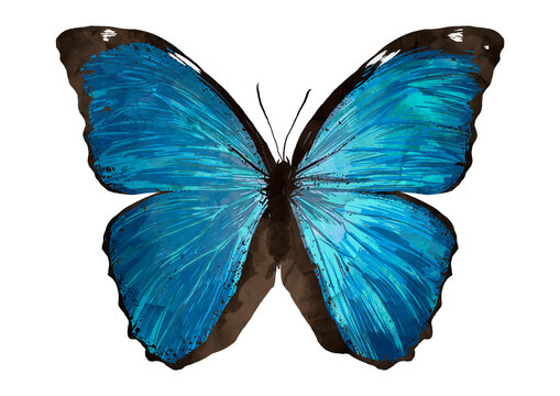 Illustration of metallic blue butterfly with black on white background