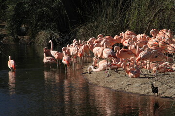 Flamencos