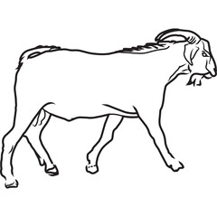 Hand Sketched, Hand Drawn Spanish Goat Vector