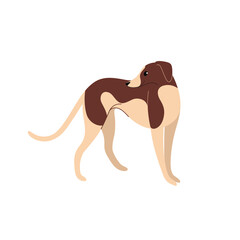 Whippet. Cute dog character. Vector illustration in cartoon style for poster, postcard.