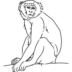 Hand Sketched, Hand Drawn Vervet Monkey Vector