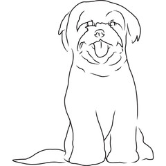 Maltese Dog, Hand Sketched Vector Drawing