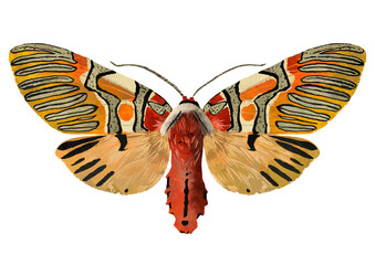 Illustration of red moth with orange on white background - obrazy, fototapety, plakaty