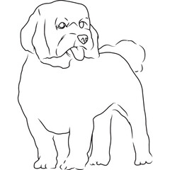 Maltese Dog, Hand Sketched Vector Drawing