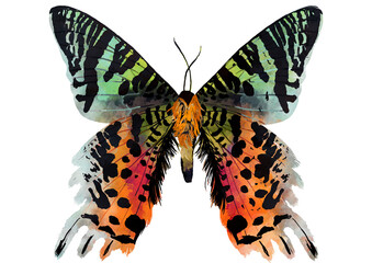 Fototapeta premium Illustration of a large colorful butterfly on white background