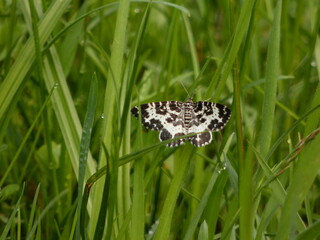 Argent and sable moth (Rheumaptera hastata) - black and white day-flying moth in the grass,...