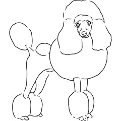 Poodle Dog, Hand Sketched Vector Drawing