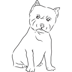 Fototapeta premium West Highland White Terrier Dog, Hand Sketched Vector Drawing
