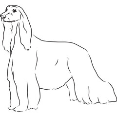 Afghan Hound Dog, Hand Sketched Vector Drawing