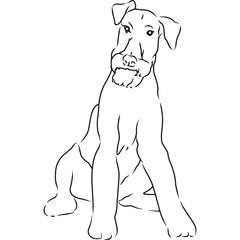 Airedale Terrier Dog, Hand Sketched Vector Drawing