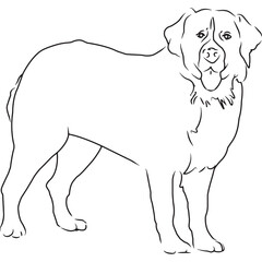 Bernese Mountain Dog Dog, Hand Sketched Vector Drawing