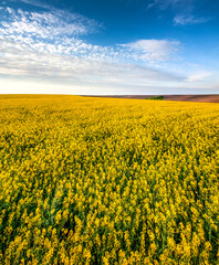 rapeseed field and blue sky with clouds