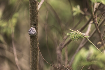 Snail shell stuck on a tree trunk