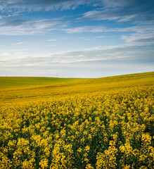 Fototapeta premium yellow flowering hills of rapeseed fields, sky with clouds