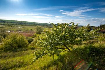 hill to the rock with a lone flowering tree and swamps below