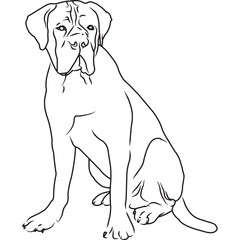 Bullmastiff Dog, Hand Sketched Vector Drawing