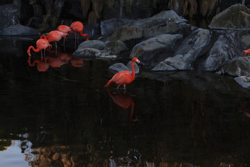 Fototapeta premium Flamencos